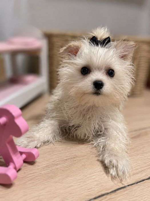 Mini Golddust Yorkshire Terrier