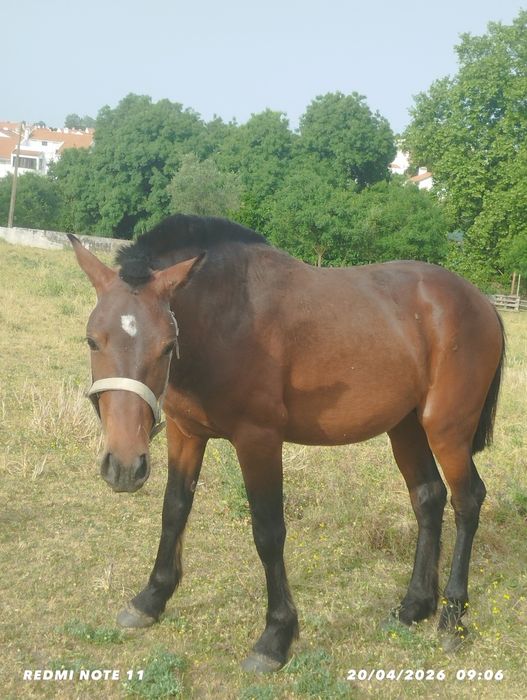 Cavalo cruzado quarto de milha.