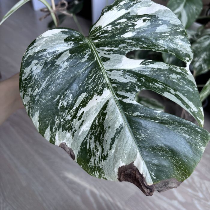 Монстера Albo Variegata