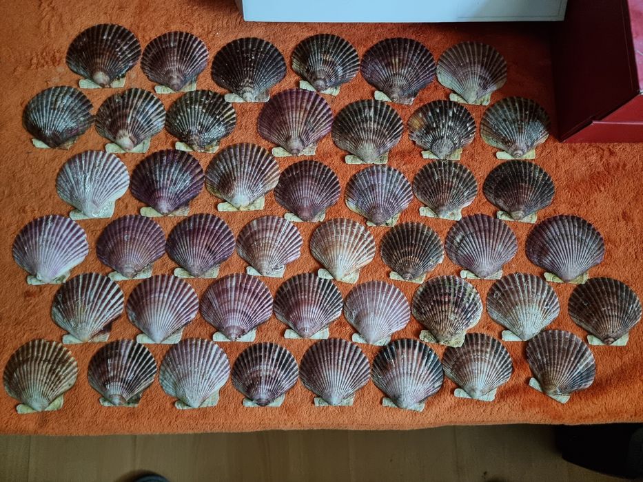 Ракушки , мушлі для декору.
