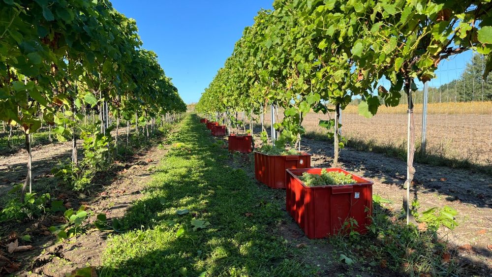Sadzonki Winorośli odmiany przerobowe na wino