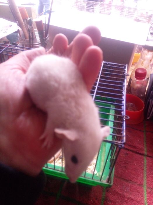 Плюшеві криски, щурики, рекси