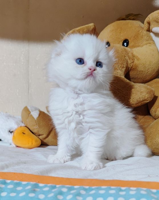 Білий хлопчик блакитні очі