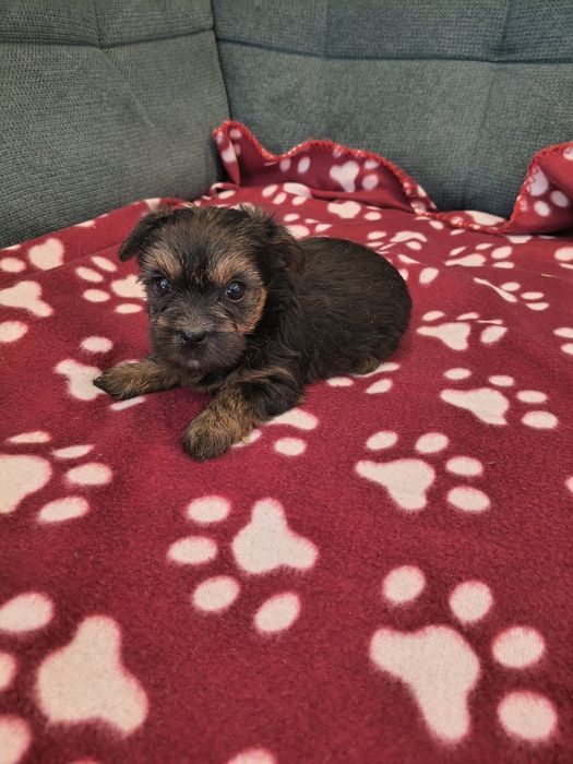 Yorkshire terrier sunia