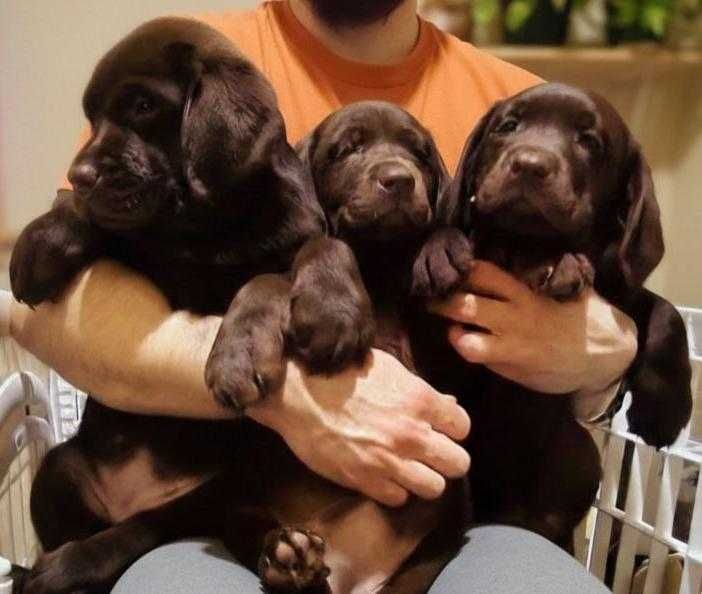 Шоколадки з документами КСУ-FCI