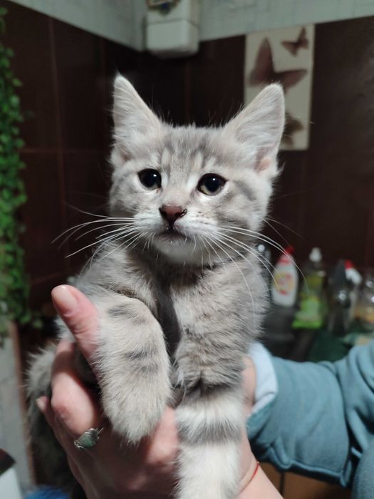 Віддамо кошенятко в хороші руки!