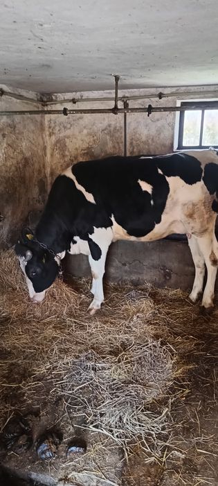 Jałówka  zacielona mleczna