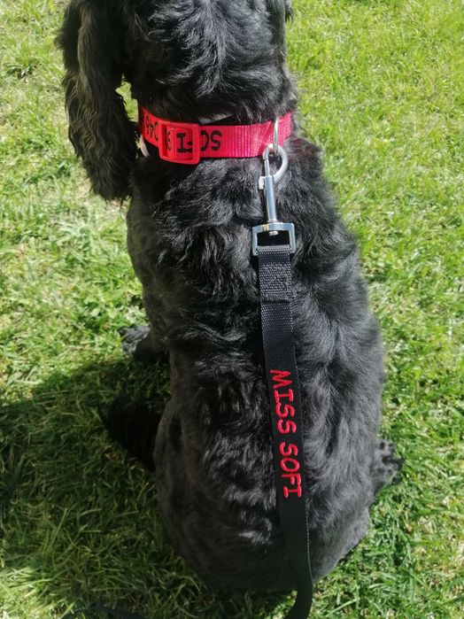 Trela personalisada para cães