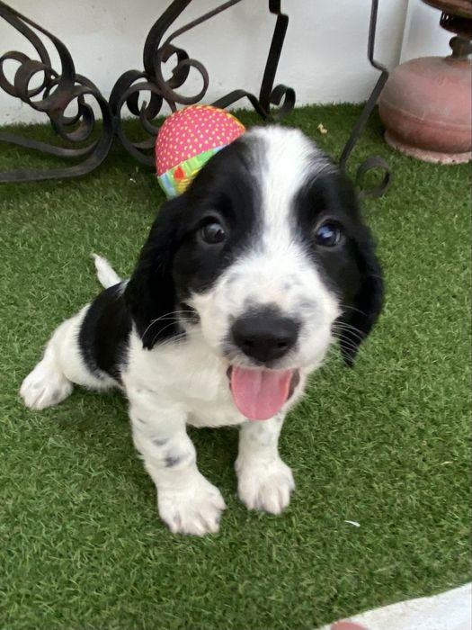 springer spaniel linha de trabalho