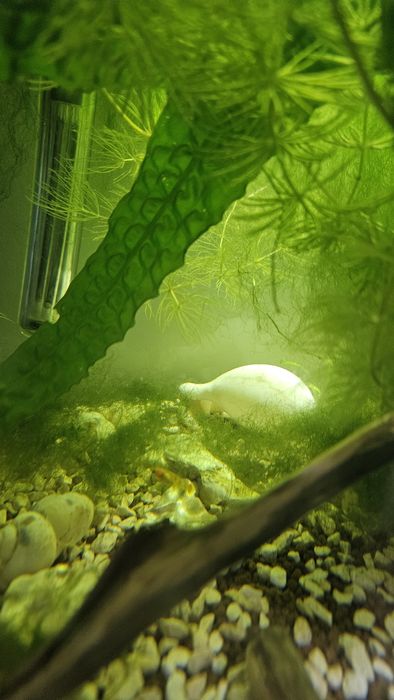 Mech akwarium duza porcja 10 idealne kryjowki