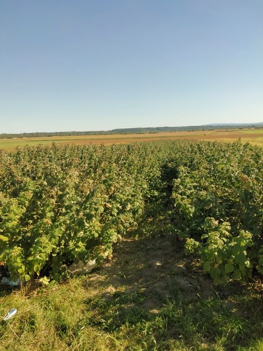 Саджанці малини маравілла