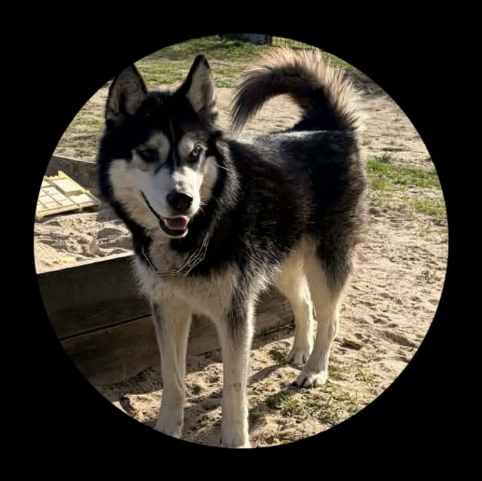 Oddam pieska w dobre ręce