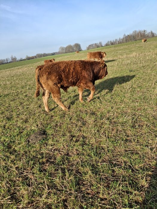 Sprzedam byczka LM limousine