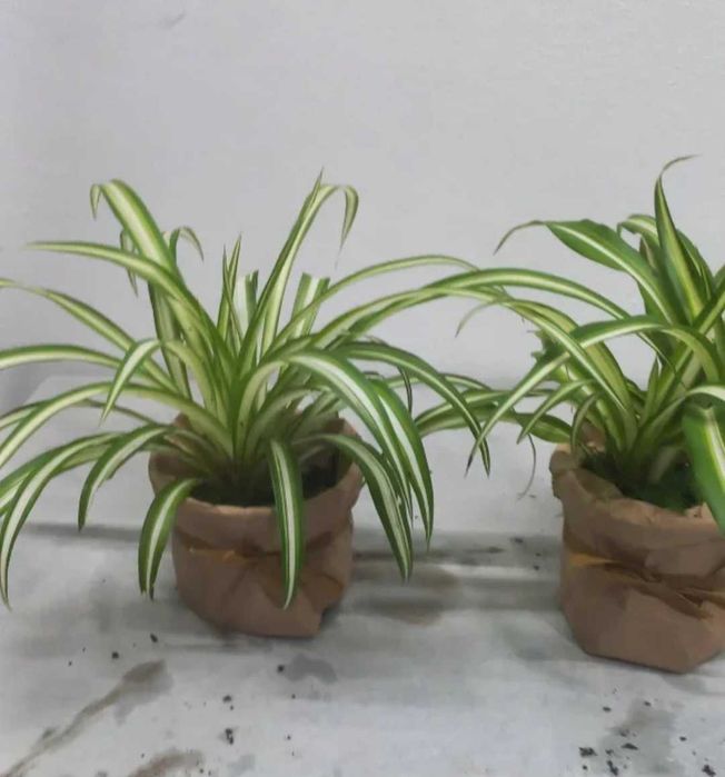 Planta clorofito - aranha