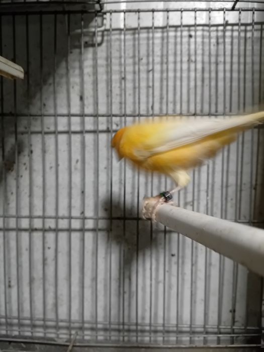 Tenho  canario macho 2025