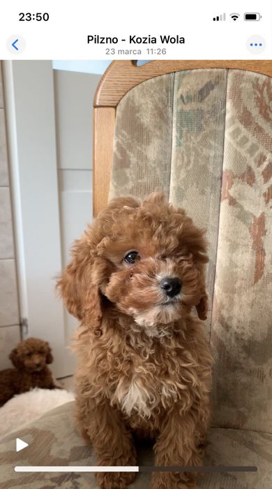 Cavapoo f1b cudna ruda sunia