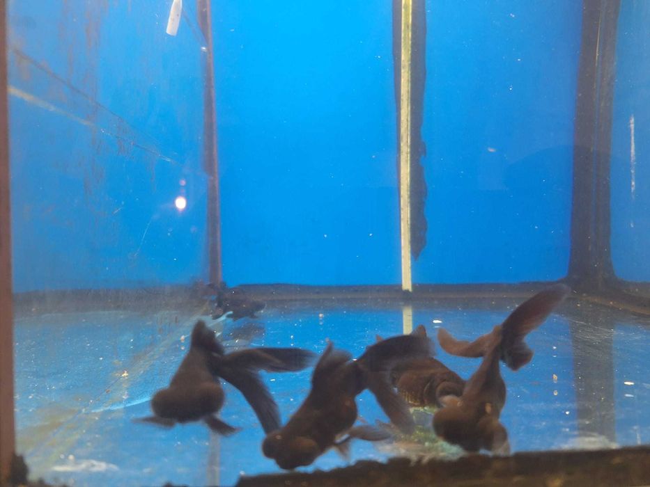 Gold fish Telescópio negro