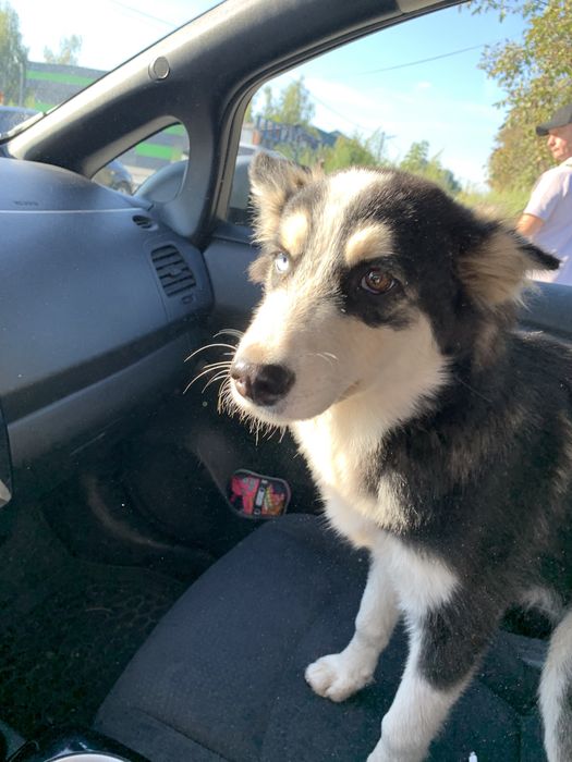 Знайдено! Шукаємо господарів.