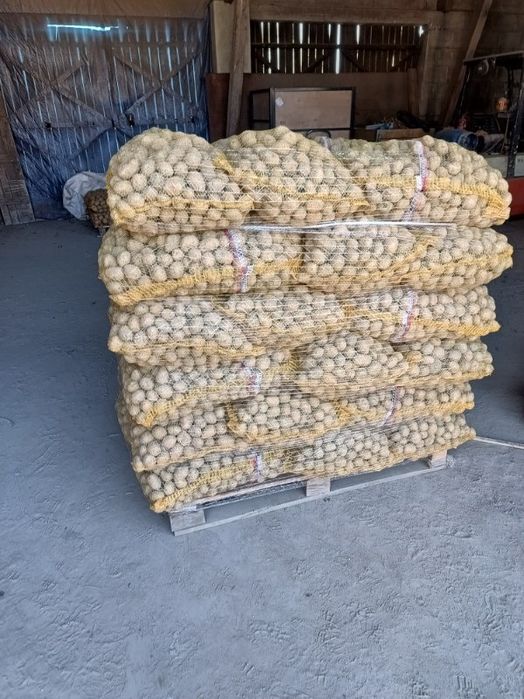 Ziemniaki Gala Drobny jak sadzeniaki