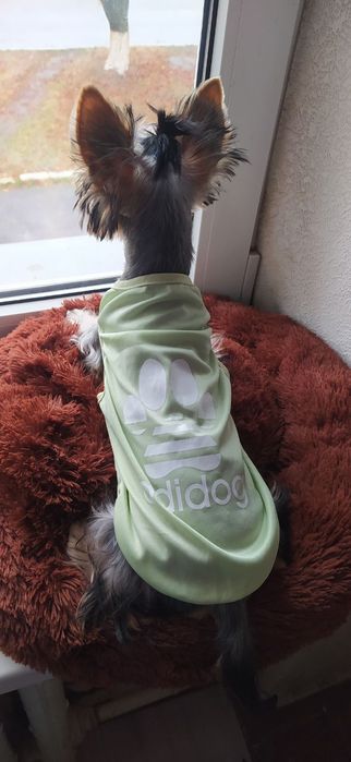 В'язка шукаю дівчинку для йорка