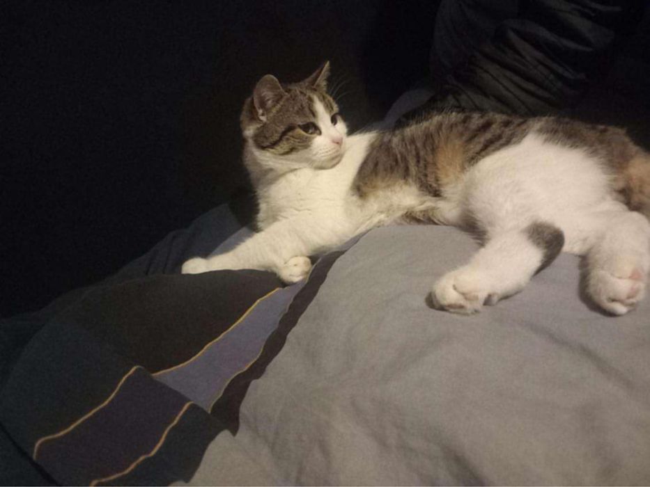 4- miesieczny kocurek szuka domku