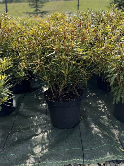 Rhododendron rozanecznik azalia