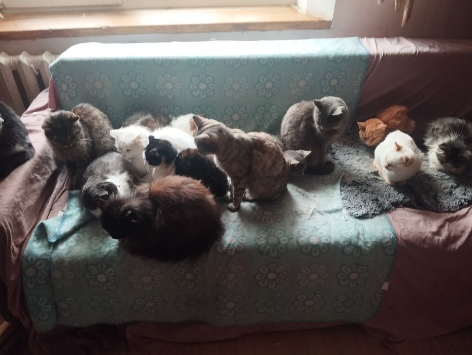 Прийму в дар для притулку з котиками .