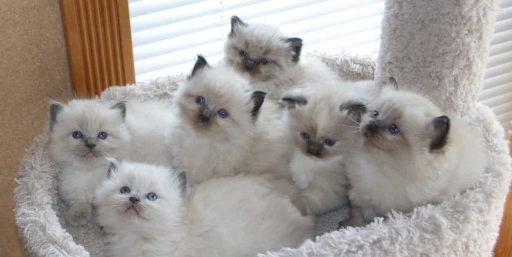 Сиамские /тайские /невские /сноу шу