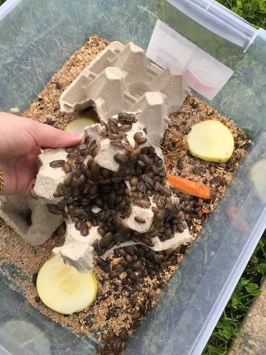 dubia dubie karaczany argentyńskie wylęg do 1,5 cm 50 sztuk