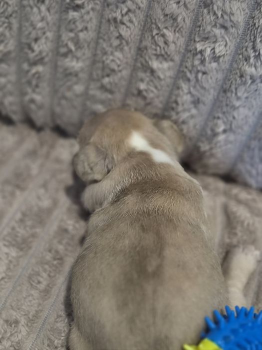 Buldog francuski suczka