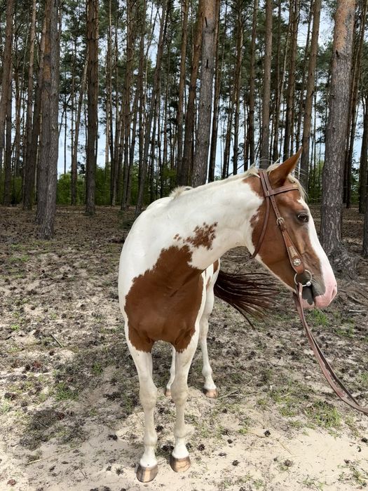 Wałach do na sprzedaz/ do dzierżawy APH 5 letni z certyfikatem- Żabinko Mosina
