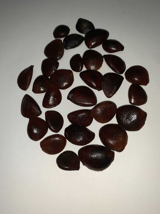 Насіння, семена хурми гібридноі.