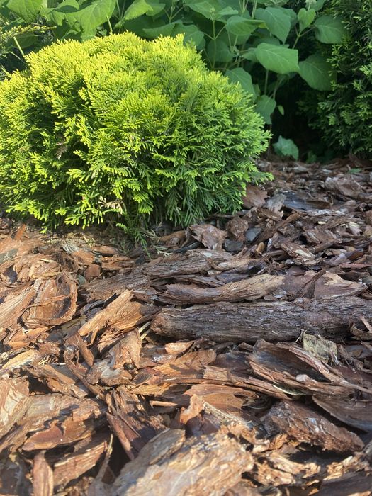 Kora sosnowa kora ogrodowa