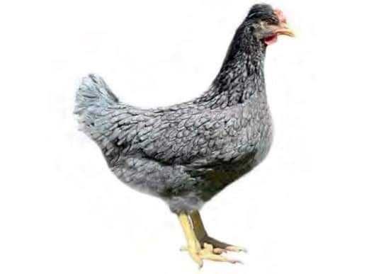 Kury Nioski Rosa Lohman Brown Sendy Leghorn Isa Dominant Darkshel blue