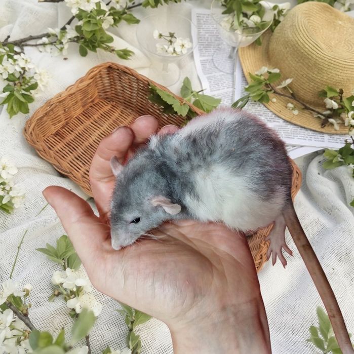 Щур,щурик,щурики,щуреня,криси,крысы,крысята Дамбо рекс Щурик Дамбо рекс хлопчик,вік 1,5міс,окрас блакитний капюшончатий