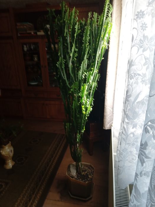 Кактус молочай тригранний