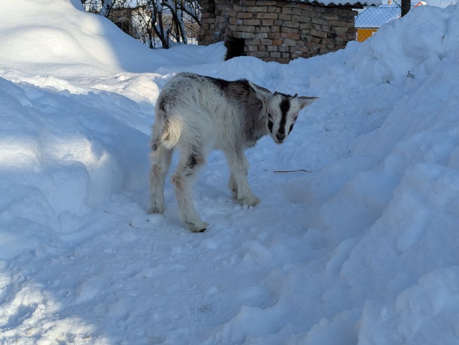 Продам козенята, кози