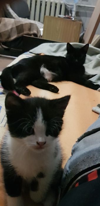 Отдам Котенка в Хорошие Руки.