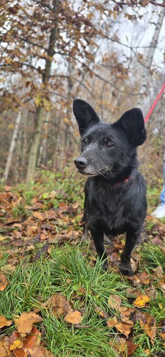 7kg sunia do adopcji