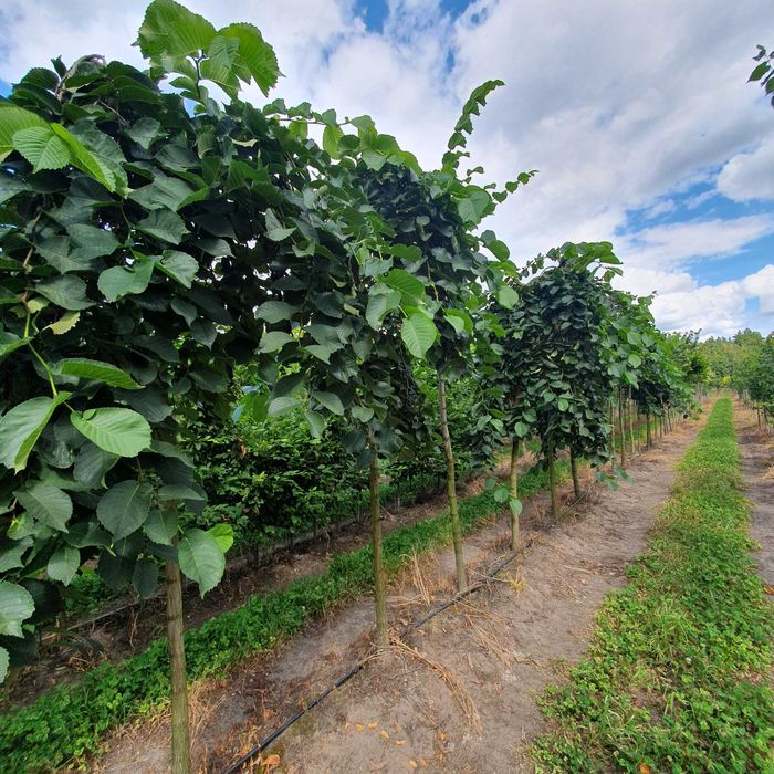 Duże drzewa alejowe Jarząb Klon Lipa Katalpa