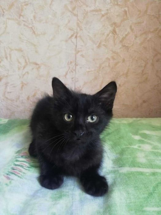Клякса: о чем мечтает кошка