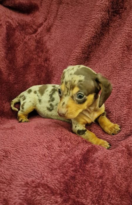 Femea Teckel Arl chocolate