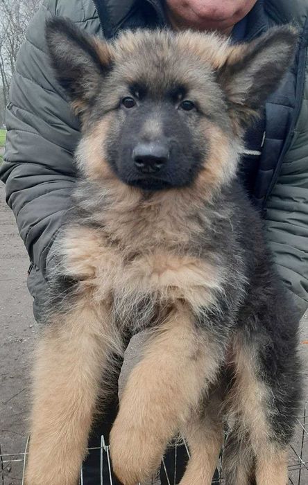 Німецька овчарка длинношерстна