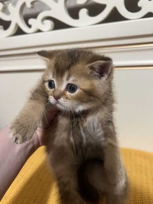 Британські котенята котики кошенята