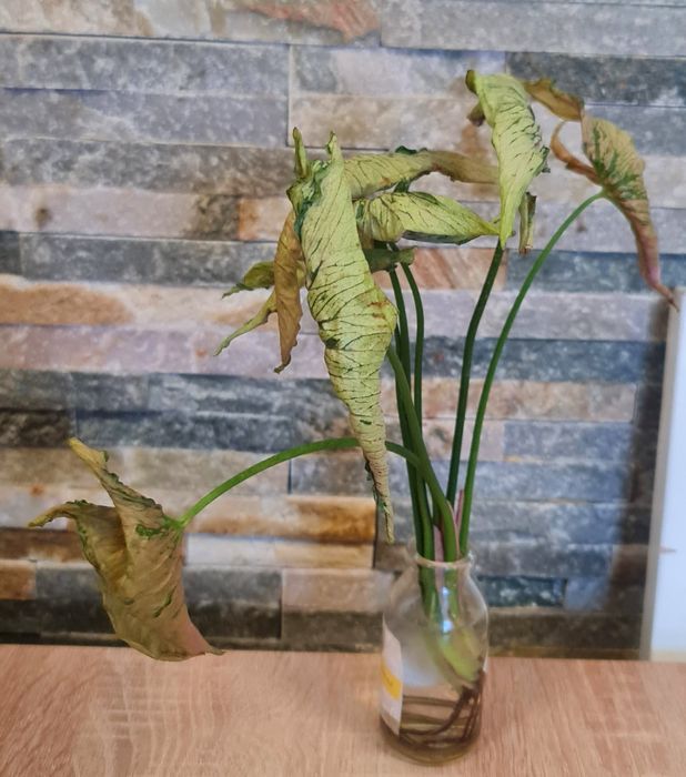 Syngonium Pink Rolli,30cm
