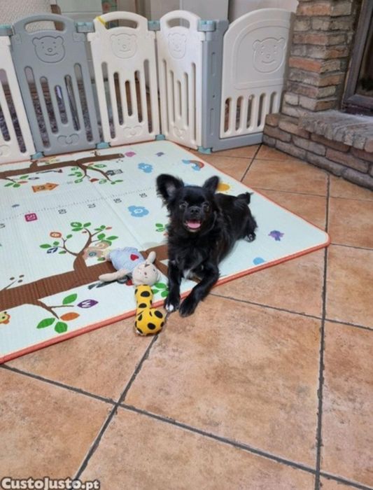 Chihuahua Macho de pêlo longo super meiguinho  c 6 meses de idade