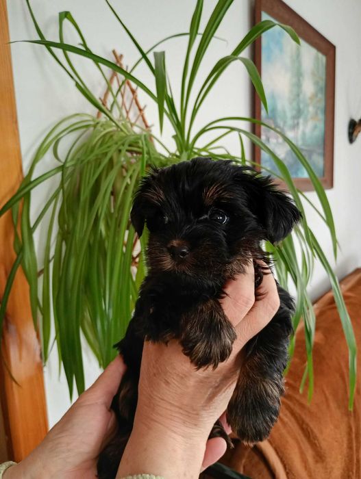 Yorkshire terrier RODOWÓD -PIESEK