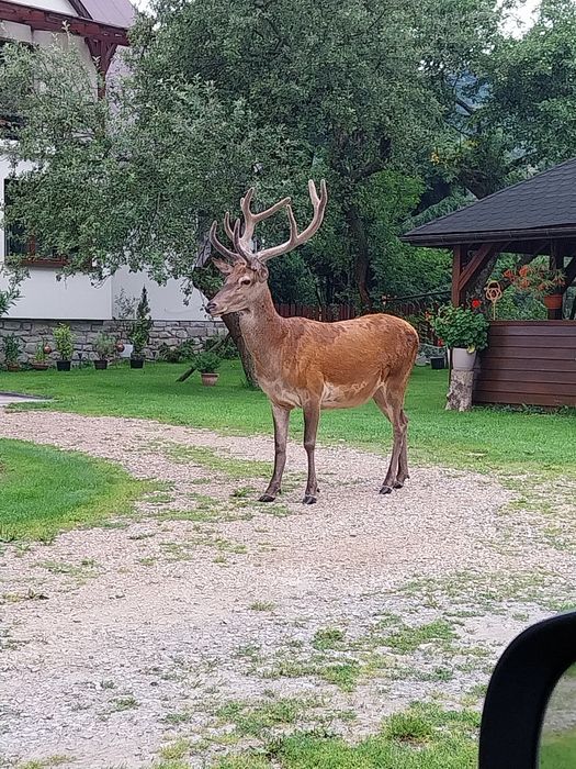 Pokoje, noclegi w górach ( Rajcza )