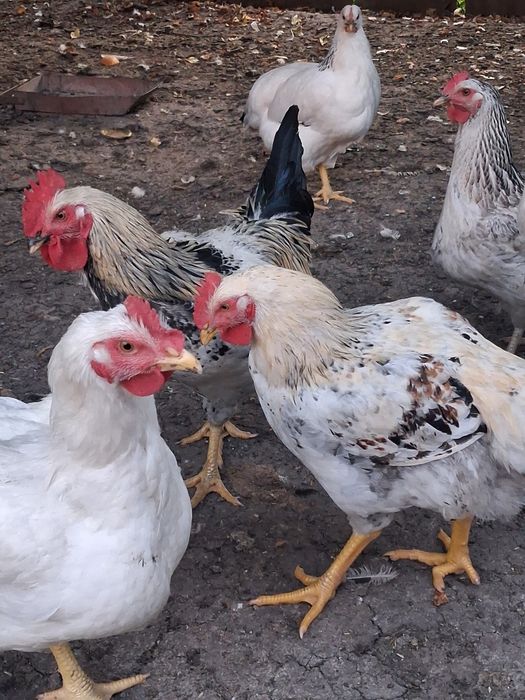 Продам півників.