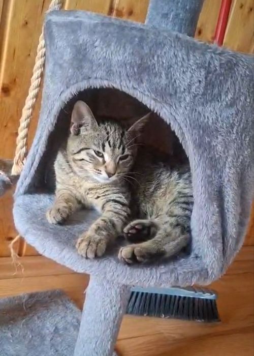 4,5 miesięczny kocurek Loki szuka domu niewychodzącego